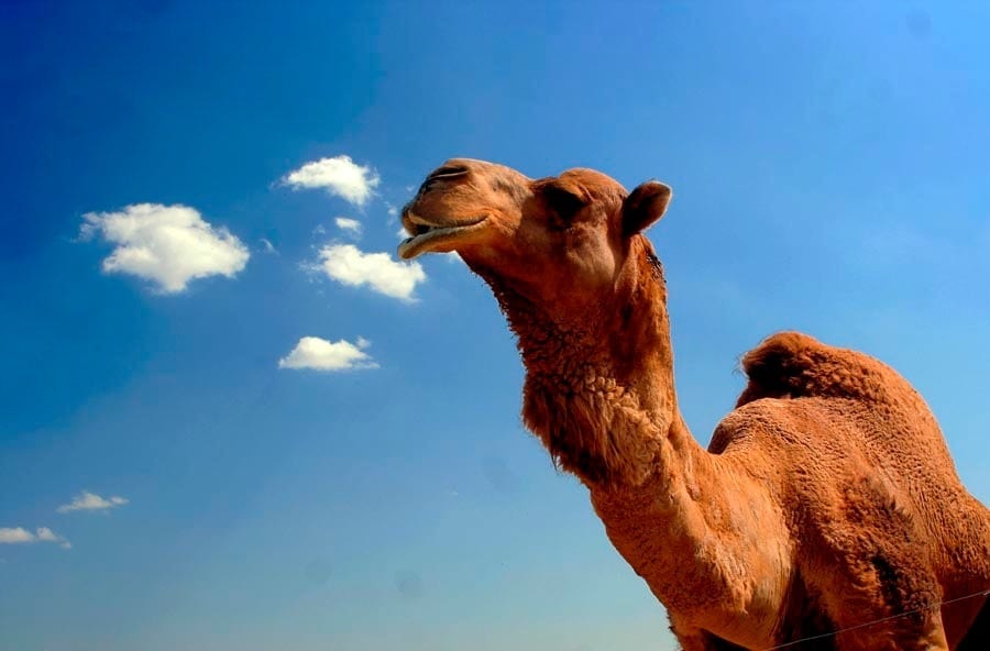 A tale of a camel and a straw - The Center For Women's Fitness